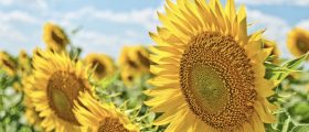 Super New Moon/Summer Sols...