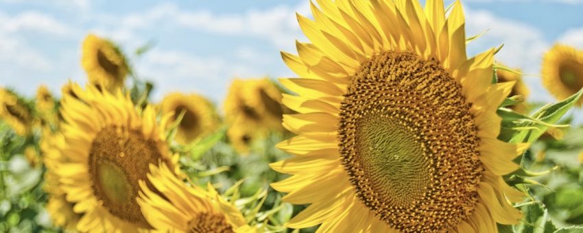 Super New Moon/Summer Solstice – Light & Energy – Wonderworks Healing Arts